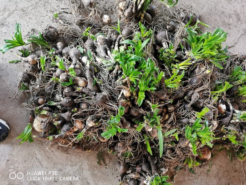 石蒜襄阳石蒜基地，湖北石蒜，保质保量量大从优红花黄花