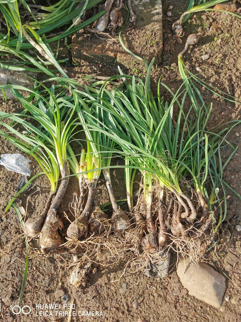 石蒜襄阳石蒜基地，湖北石蒜，保质保量量大从优红花黄花