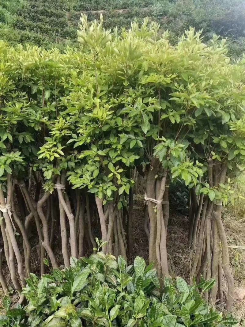 映山红红花适用于拆迁补偿，打造花海，工程绿化，等等