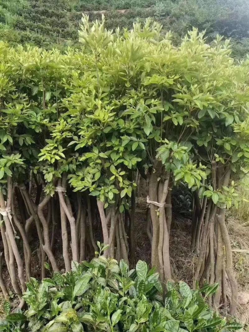 映山红红花适用于拆迁补偿，打造花海，工程绿化，等等