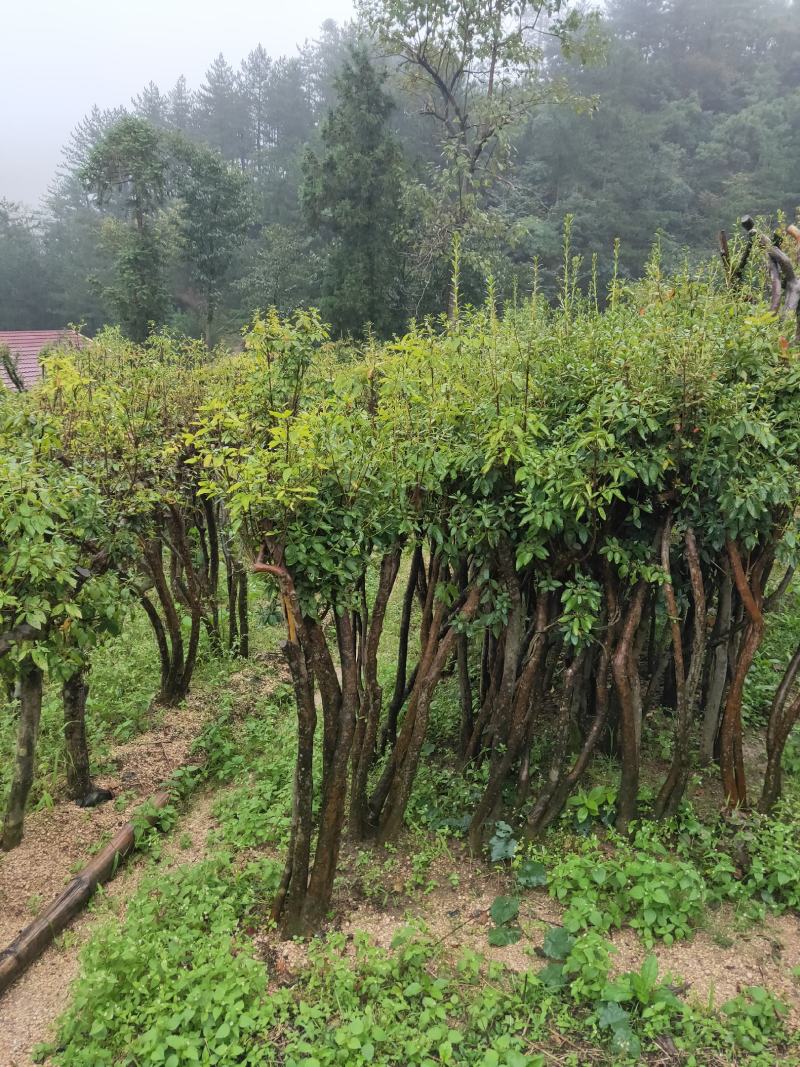 映山红红花适用于拆迁补偿，打造花海，工程绿化，等等