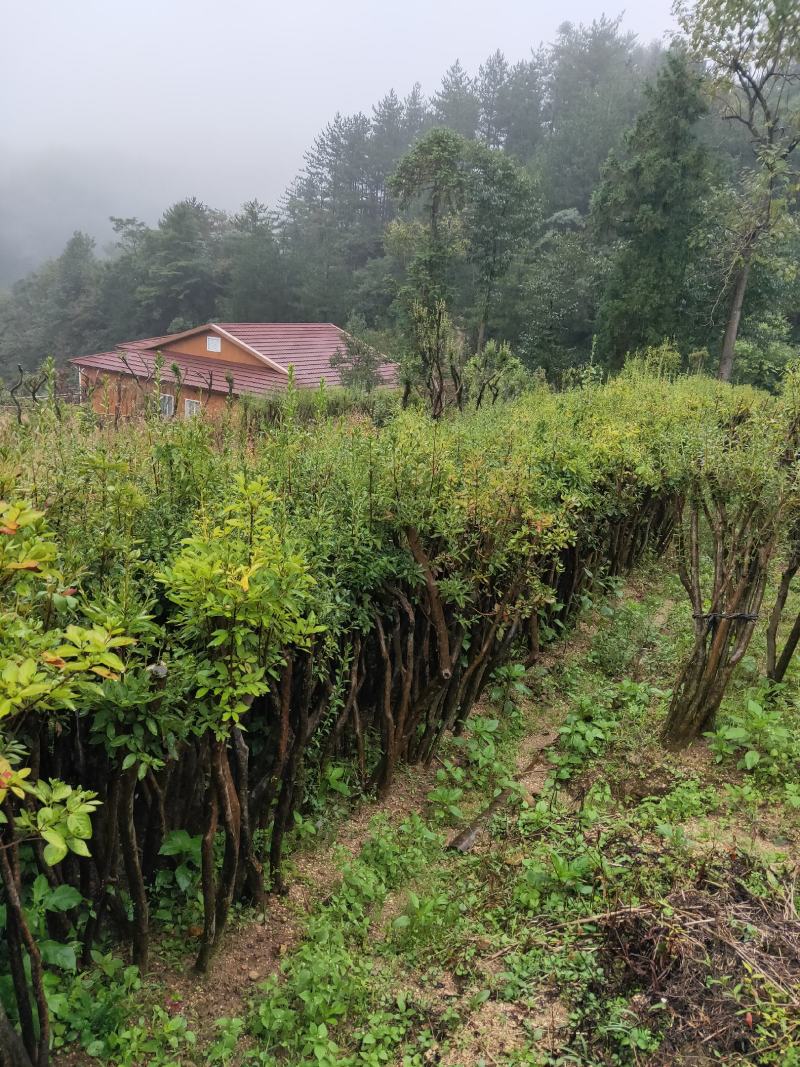 映山红红花适用于拆迁补偿，打造花海，工程绿化，等等