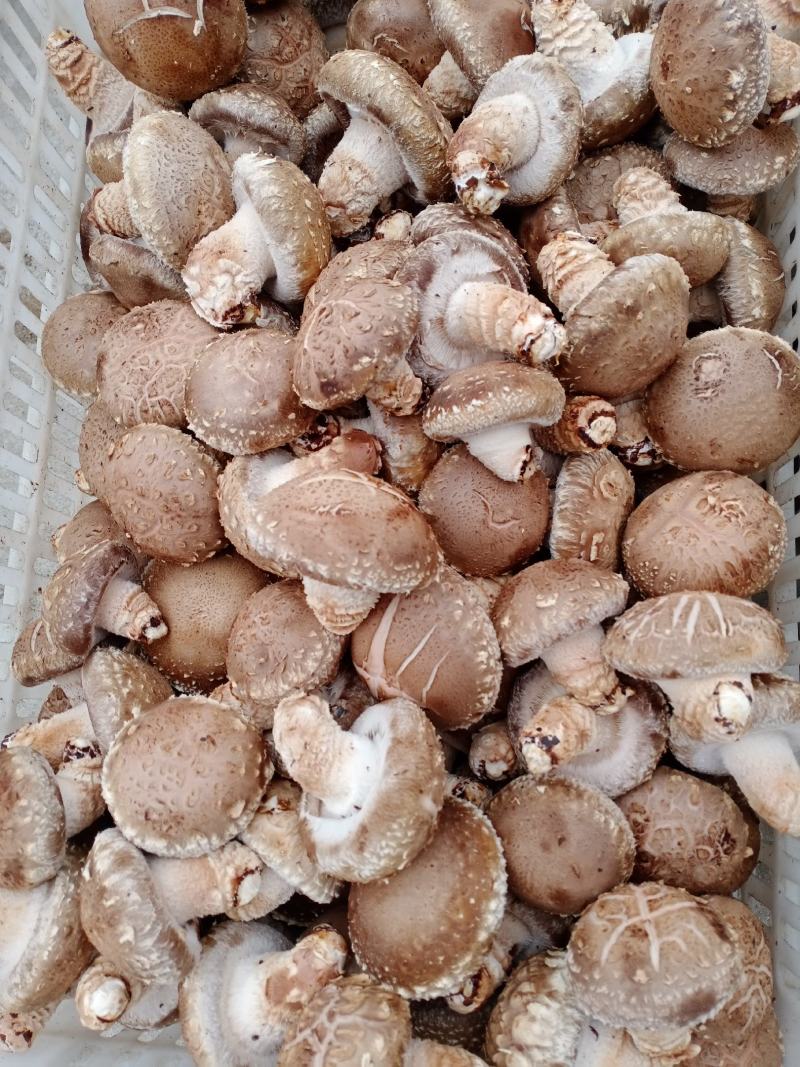 香菇菌种西峡县科达菌种厂提香菇菌种808/908
