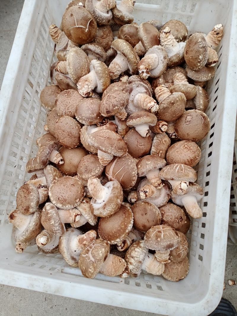 香菇菌种西峡县科达菌种厂提香菇菌种808/908