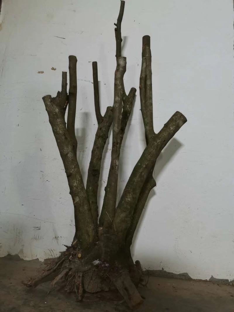 冯氏下山桩，火棘树桩，大量供应