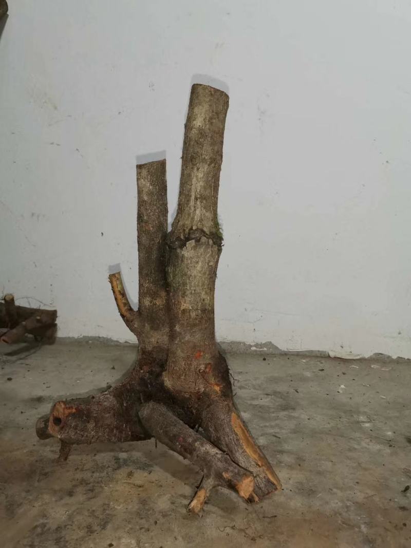冯氏下山桩，火棘树桩，大量供应