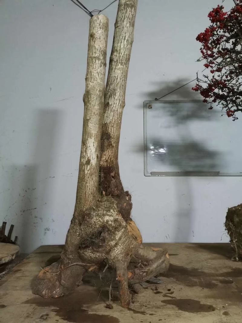 冯氏下山桩，火棘树桩，大量供应