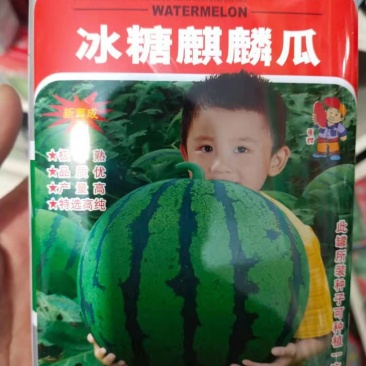 西瓜种子冰糖麒麟瓜早熟高糖糖13度以上