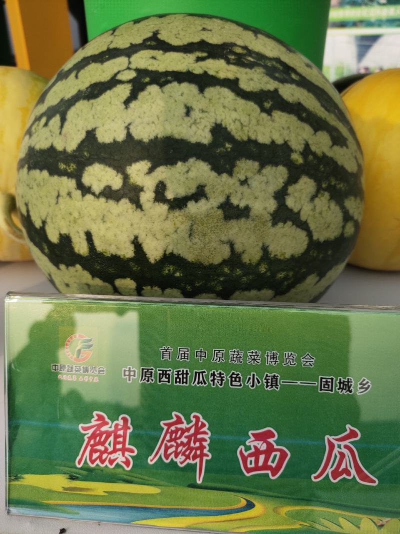 西瓜种子冰糖麒麟瓜早熟高糖糖13度以上