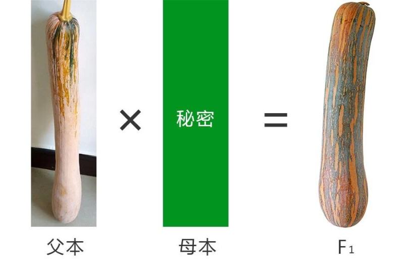 没有“大肚子”的蜜本南瓜，鼎牌健美蜜本南瓜种子面甜更纯正