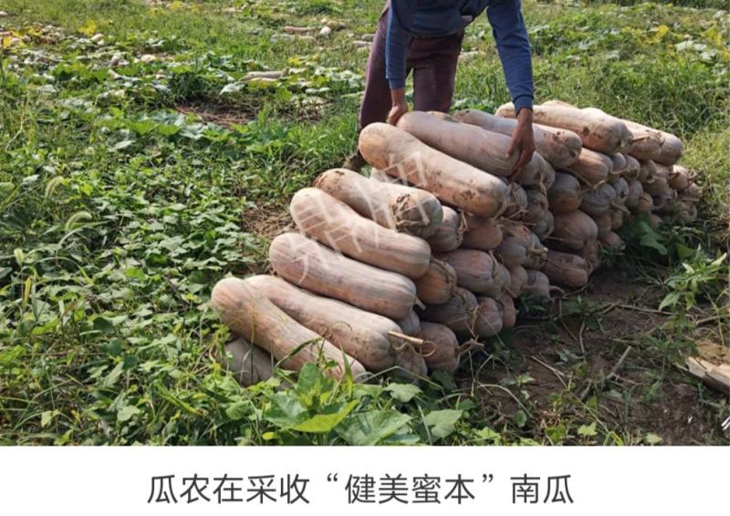没有“大肚子”的蜜本南瓜，鼎牌健美蜜本南瓜种子面甜更纯正
