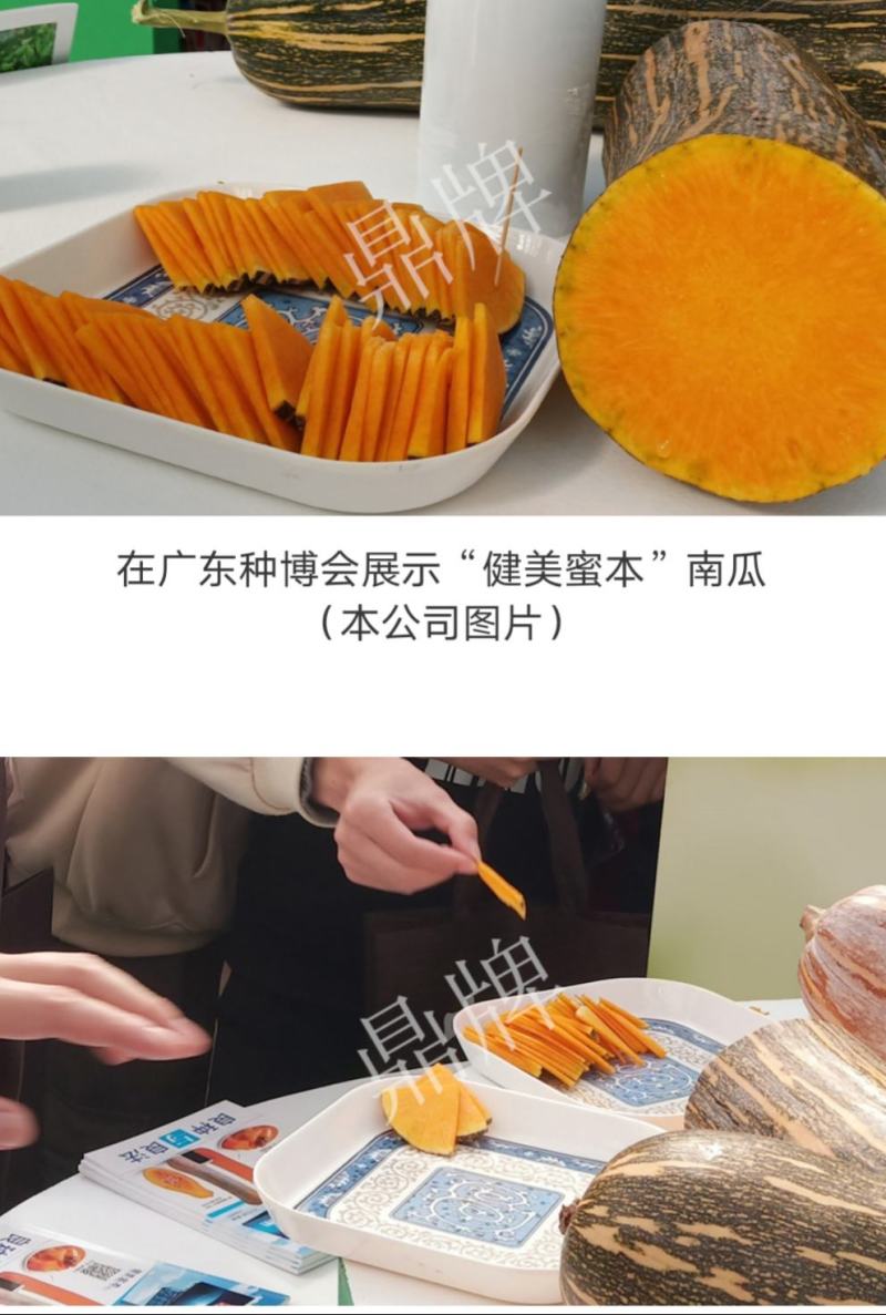 没有“大肚子”的蜜本南瓜，鼎牌健美蜜本南瓜种子面甜更纯正