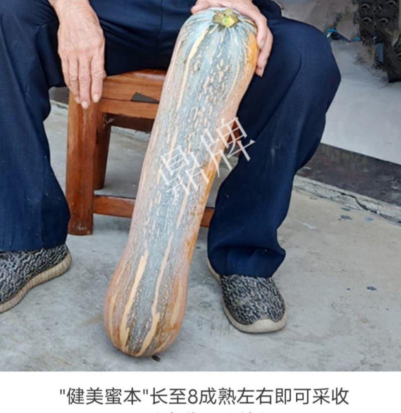 没有“大肚子”的蜜本南瓜，鼎牌健美蜜本南瓜种子面甜更纯正