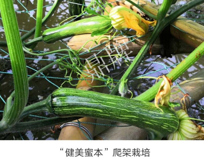 没有“大肚子”的蜜本南瓜，鼎牌健美蜜本南瓜种子面甜更纯正