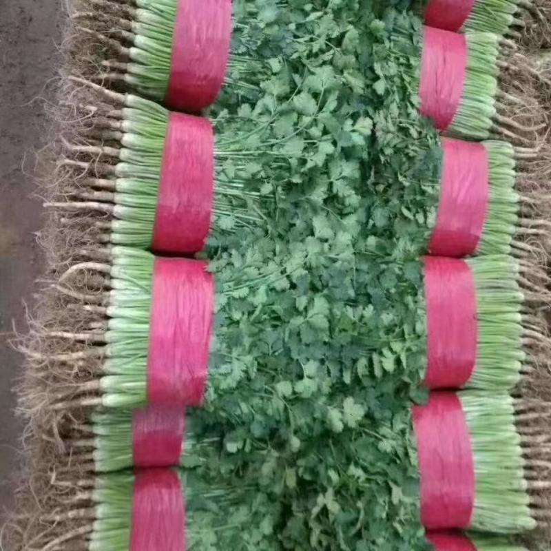 香菜叶菜类香菜铁杆青香菜大量供应冷库货铁杆青香菜种子！