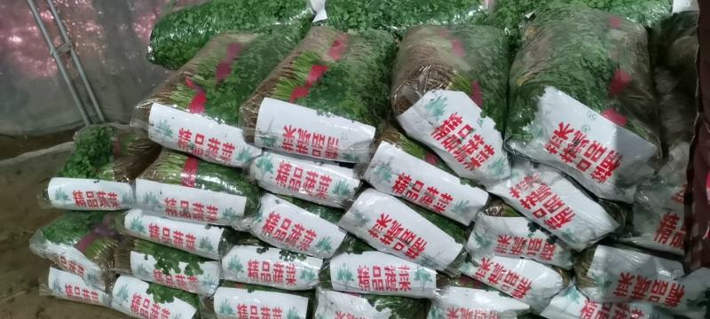 香菜叶菜类香菜铁杆青香菜大量供应冷库货铁杆青香菜种子！