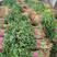 香菜叶菜类香菜铁杆青香菜大量供应冷库货铁杆青香菜种子！