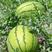 西瓜种子美佳2号优于84-24和原美都糖度高口感佳