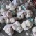 大蒜加工各种大小包装公司库内有各种规格大蒜可供选择
