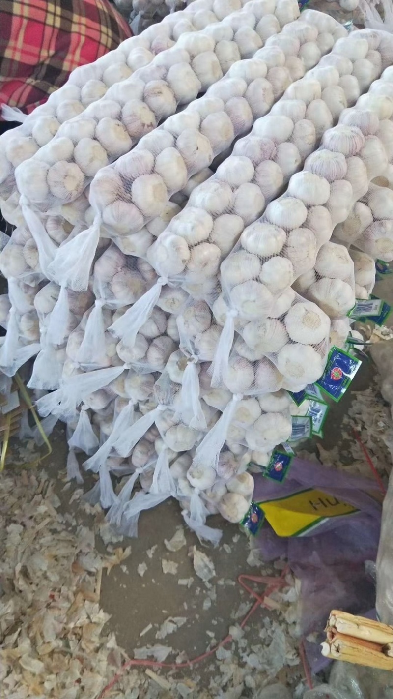 大蒜加工各种大小包装公司库内有各种规格大蒜可供选择