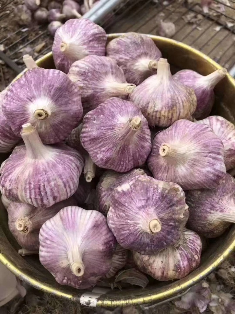 大蒜加工各种大小包装公司库内有各种规格大蒜可供选择