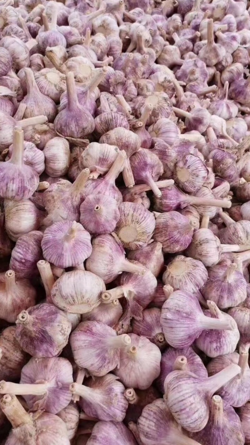 大蒜加工各种大小包装公司库内有各种规格大蒜可供选择
