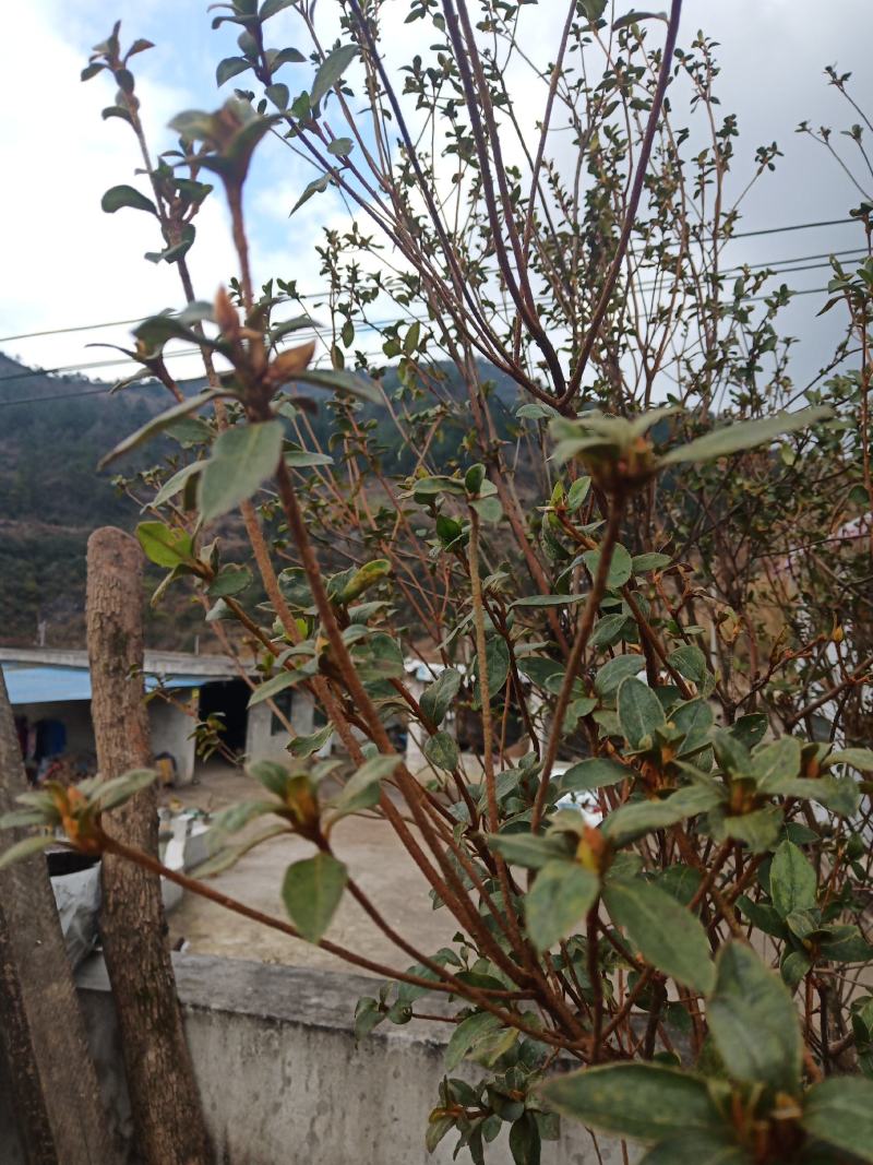 红红火火的映山红、国旗红全冠下山桩