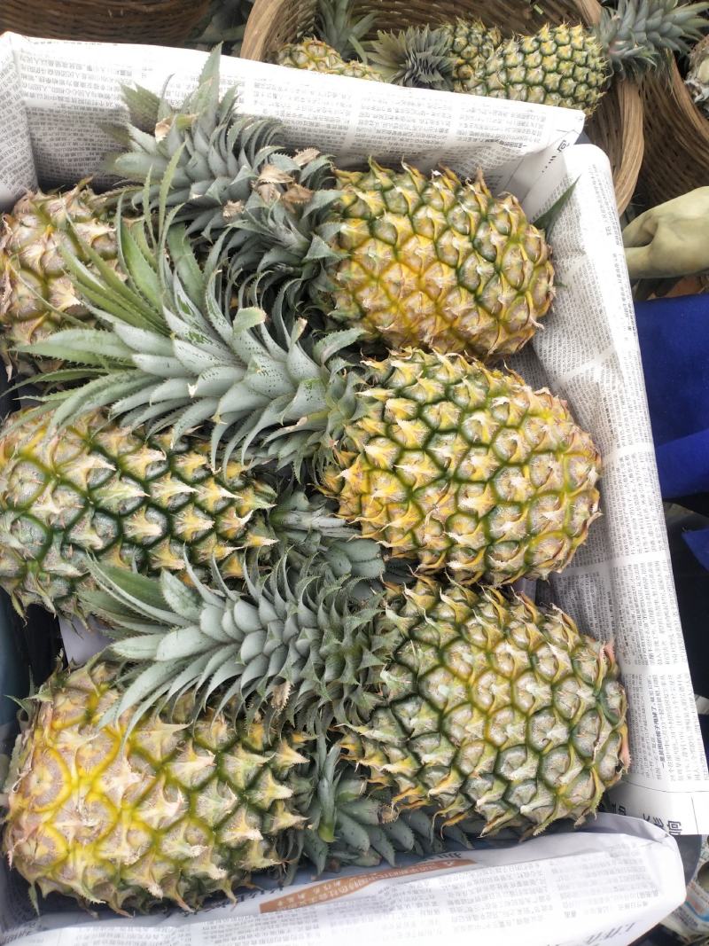 中国徐闻菠萝之乡菠萝地海——广东徐闻菠萝水果