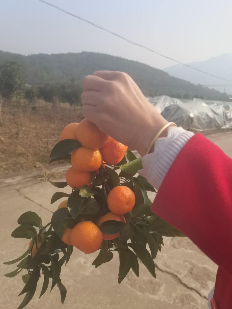沙糖桔中果偏大，有想法的老板联系，个头均匀，红度好，果靚