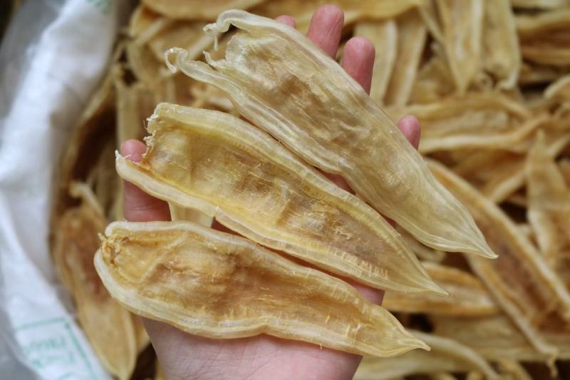 40头双背胶鱼胶花胶批发足干