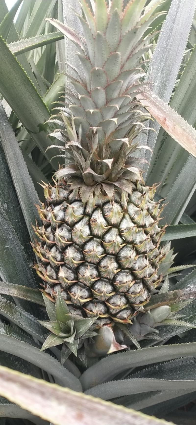 中国徐闻菠萝之乡菠萝地海——广东徐闻菠萝水果