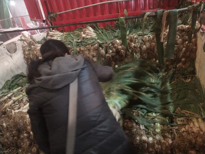 鸡腿葱，冬储大葱，葱一尺长