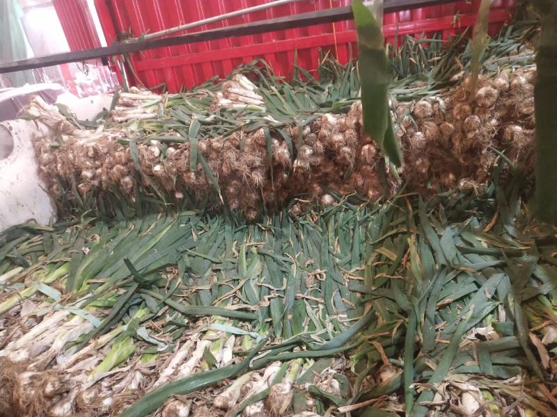 鸡腿葱，冬储大葱，葱一尺长