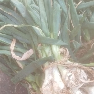 鸡腿葱，冬储大葱，葱一尺长