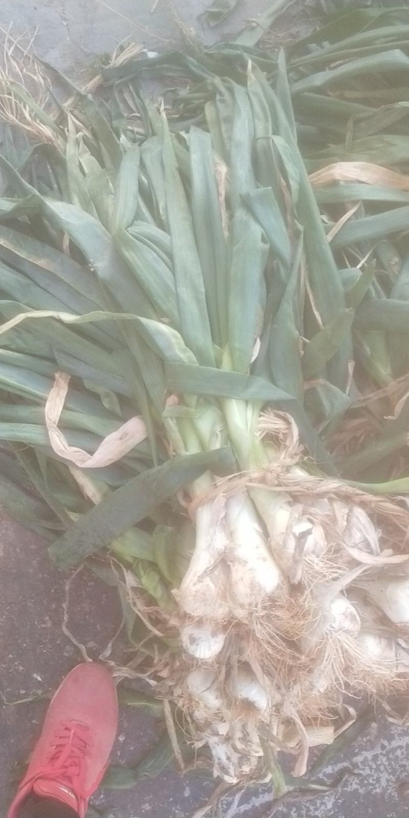 鸡腿葱，冬储大葱，葱一尺长