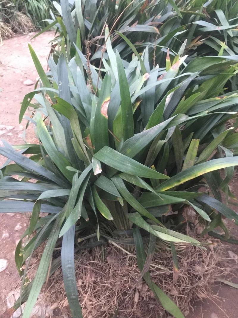 阔叶麦冬草，中叶麦冬草，细叶麦冬草，绿化工程必备苗欢迎考