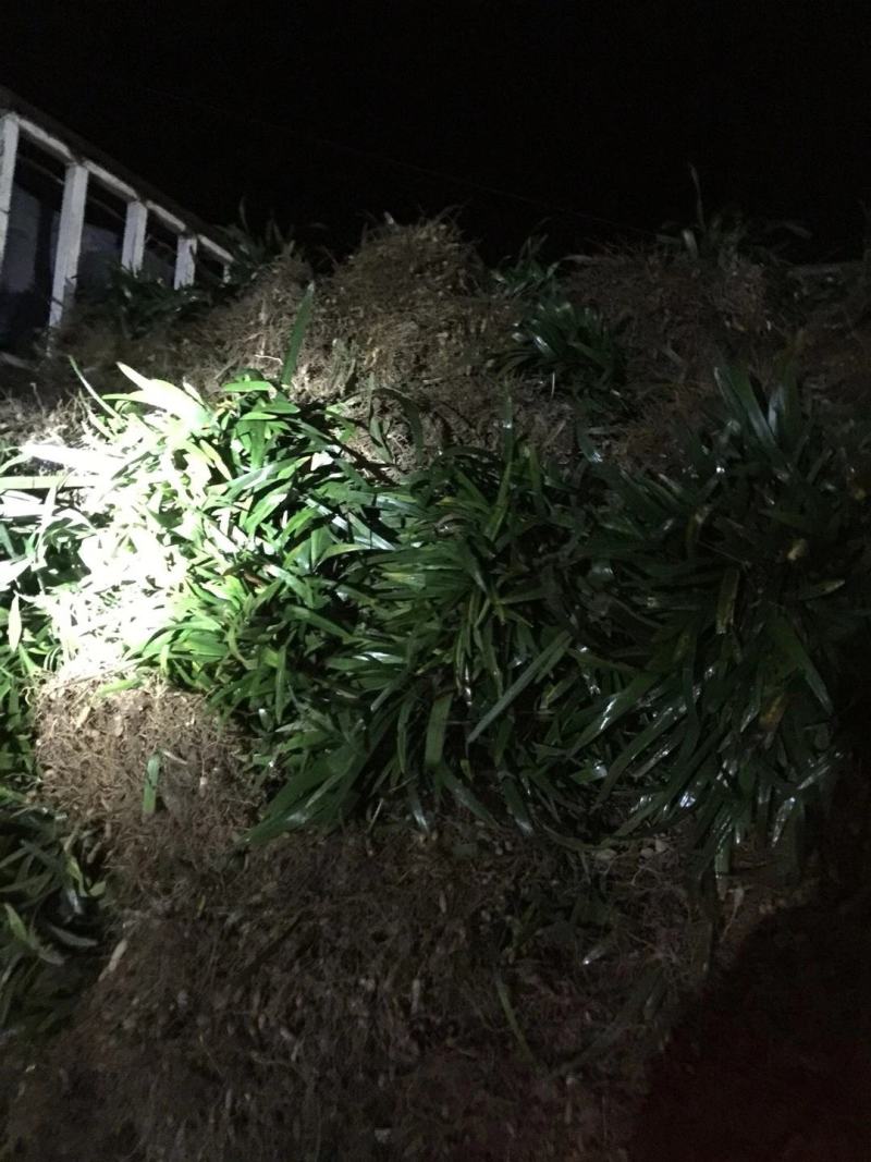 阔叶麦冬草，中叶麦冬草，细叶麦冬草，绿化工程必备苗欢迎考