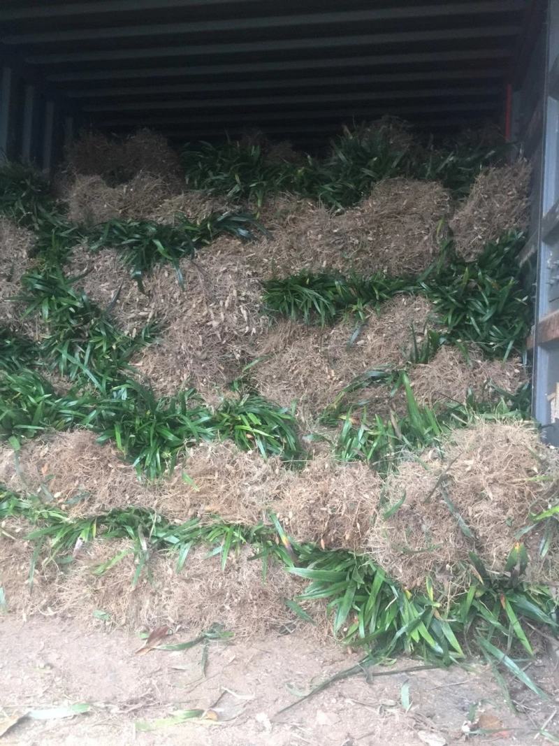 阔叶麦冬草，中叶麦冬草，细叶麦冬草，绿化工程必备苗欢迎考