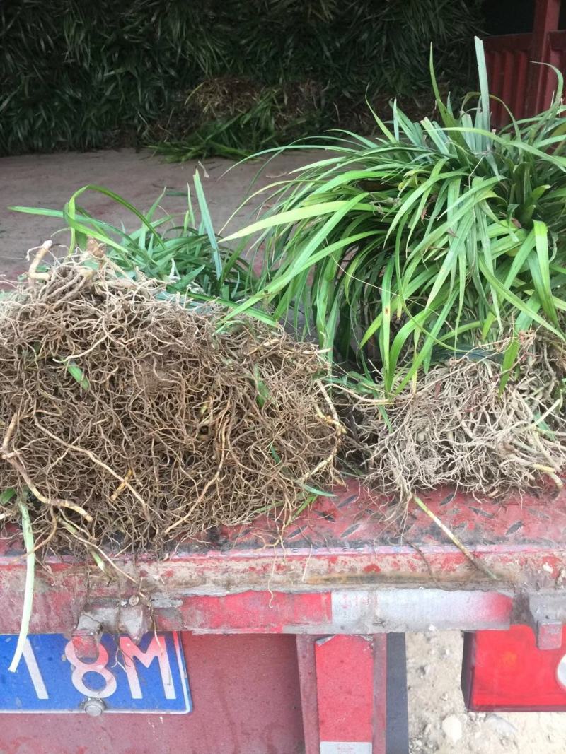 阔叶麦冬草，中叶麦冬草，细叶麦冬草，绿化工程必备苗欢迎考