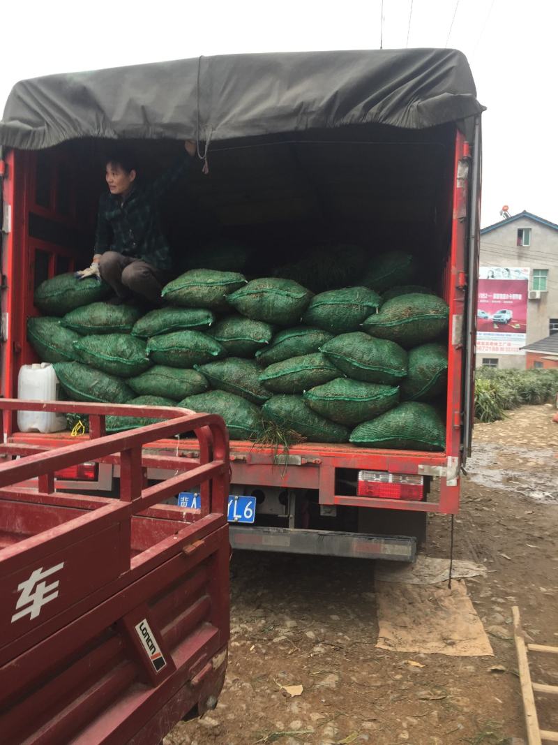 阔叶麦冬草，中叶麦冬草，细叶麦冬草，绿化工程必备苗欢迎考