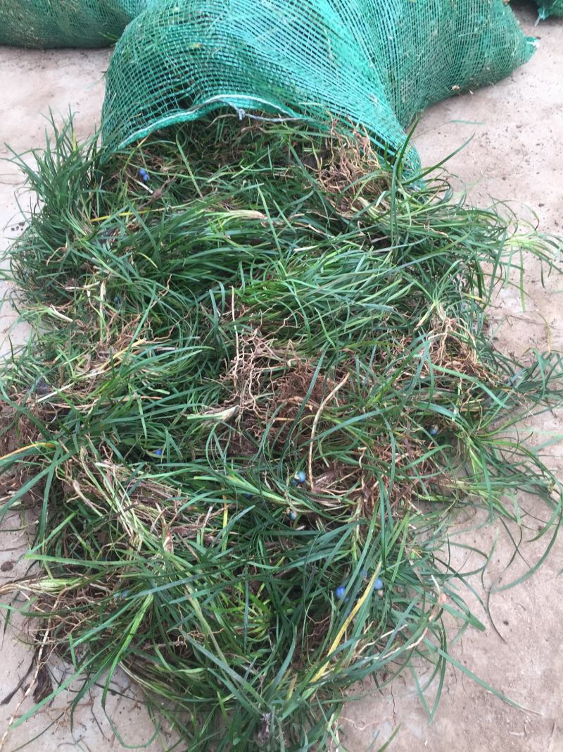 阔叶麦冬草，中叶麦冬草，细叶麦冬草，绿化工程必备苗欢迎考