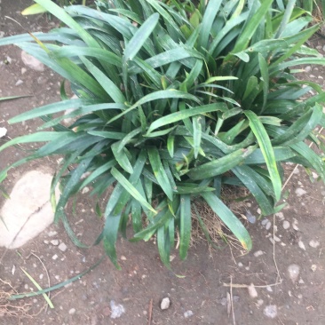 阔叶麦冬草，中叶麦冬草，细叶麦冬草，绿化工程必备苗欢迎考