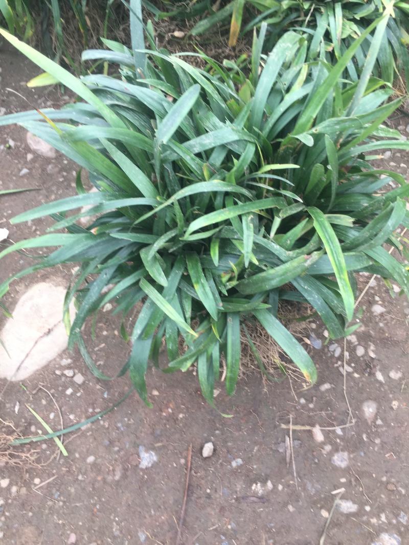 阔叶麦冬草，中叶麦冬草，细叶麦冬草，绿化工程必备苗欢迎考