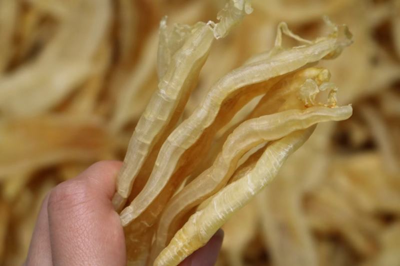 60头双背胶鱼胶花胶批发新货肉质新鲜完整漂亮货没有油面
