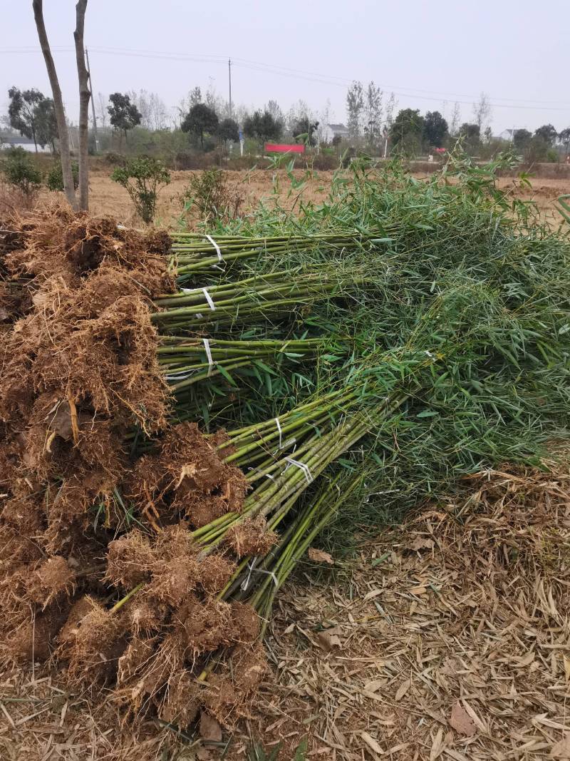 雷竹精品竹苗批发产地，海量现货，欢迎订购！！成活率高！