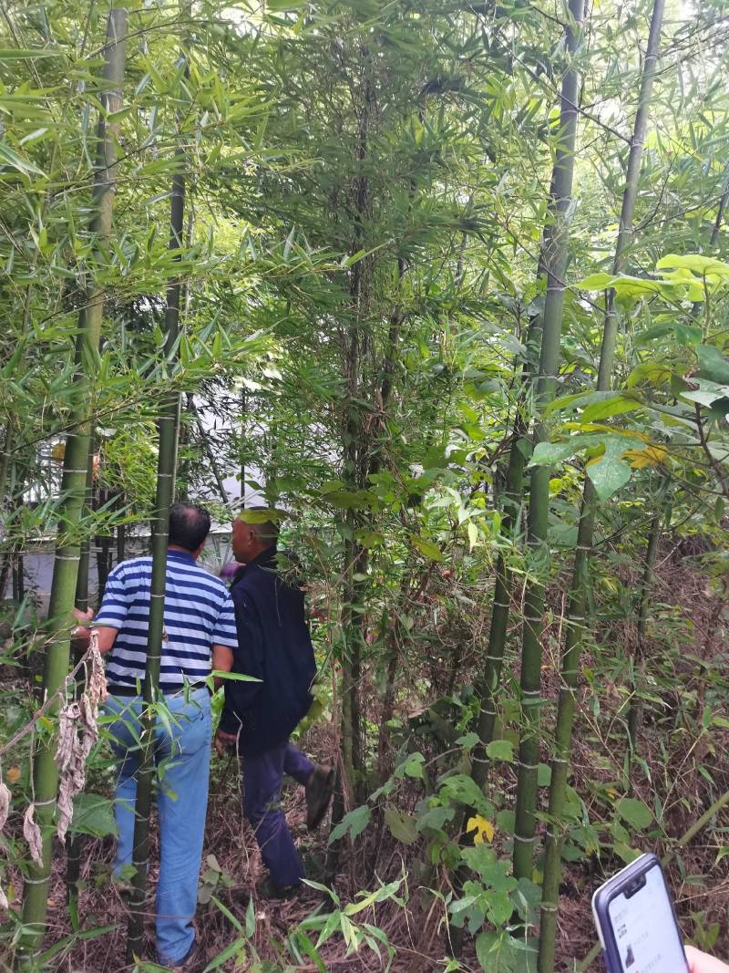 雷竹精品竹苗批发产地，海量现货，欢迎订购！！成活率高！