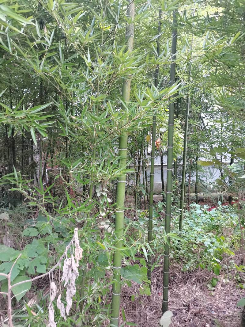 雷竹精品竹苗批发产地，海量现货，欢迎订购！！成活率高！