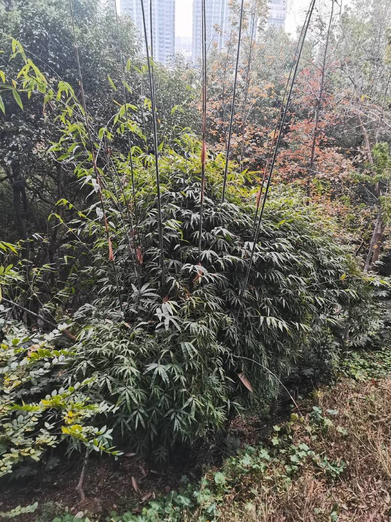 孝顺竹，慈孝竹，海量产地直销，现挖现卖，欢迎订购，全国