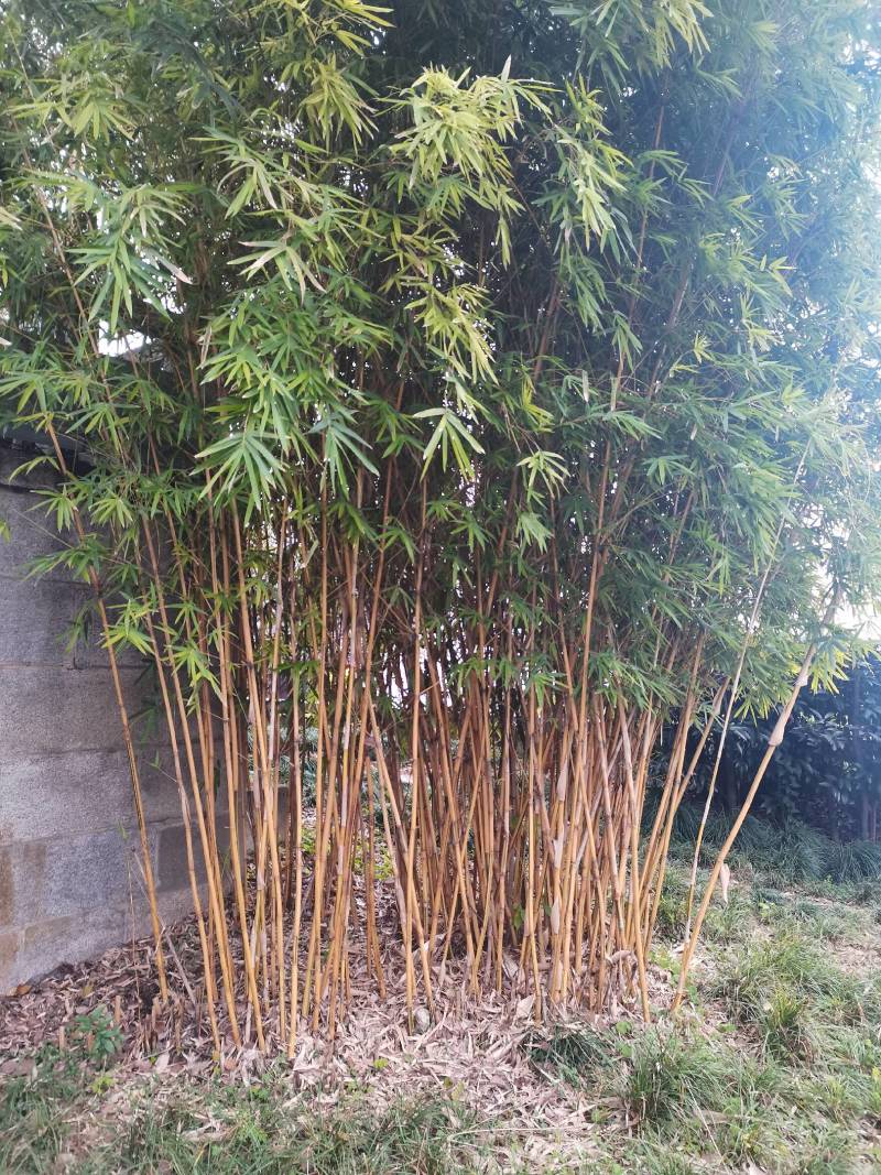孝顺竹，慈孝竹，海量产地直销，现挖现卖，欢迎订购，全国