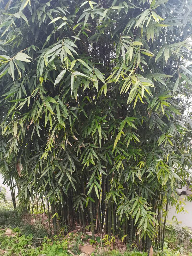 孝顺竹，慈孝竹，海量产地直销，现挖现卖，欢迎订购，全国